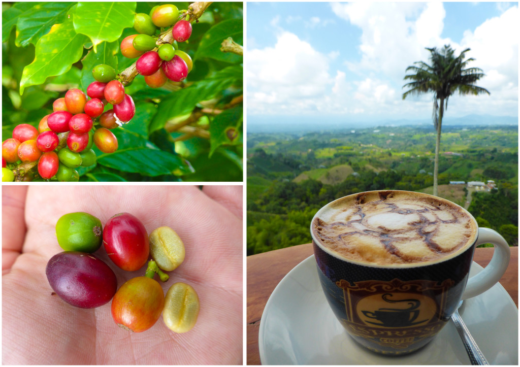 Finca el Mirador, Filandia, Colombia